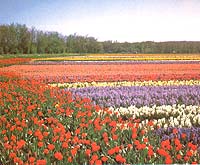 陽台山自然風景區 陽台山自然風景區