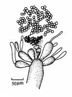 纖細冠毛藻 纖細冠毛藻