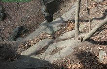 南夢溪 榔榆 千年 古樹