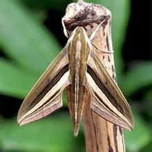 芋雙線天蛾 芋雙線天蛾
