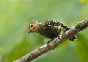 黃腰斑啄木鳥 黃腰斑啄木鳥