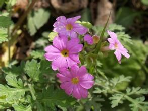 二郎山報春 二郎山報春