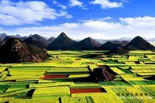 雲南羅平油菜花