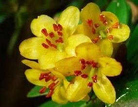 黃色著生杜鵑(變種) 黃色著生杜鵑(變種)