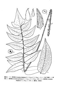 邢氏貫眾 邢氏貫眾