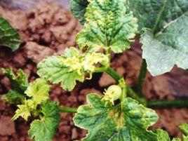 甜瓜病毒病 甜瓜病毒病