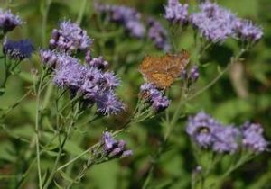 優雅風毛菊 優雅風毛菊