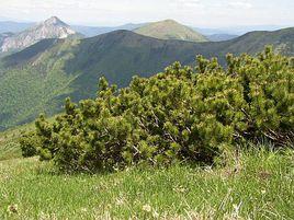 歐洲山松 歐洲山松