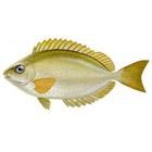 金點藍子魚 金點藍子魚