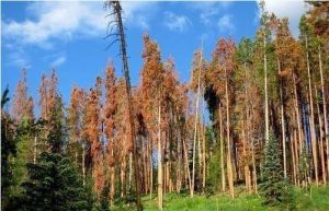 被甲蟲殺死的樹木