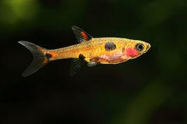 小丑燈魚 小丑燈魚