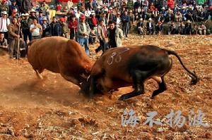金華鬥牛