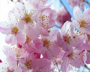 （圖）珞珈山櫻花