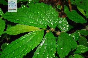 擬驟尖樓梯草 擬驟尖樓梯草