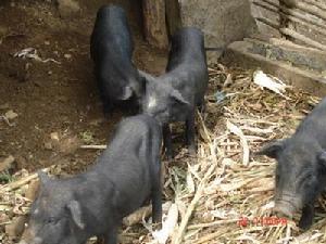 克次米王地自然村養殖生豬情況