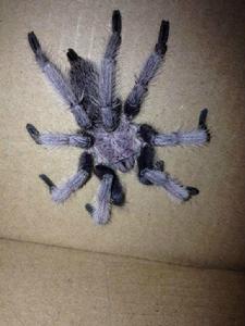 湖北纓毛蛛(吧友提供的圖片)