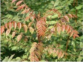 黃鸝芽茶 黃鸝芽茶