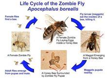 寄生蠅的生命循環過程：寄生蠅襲擊蜜蜂