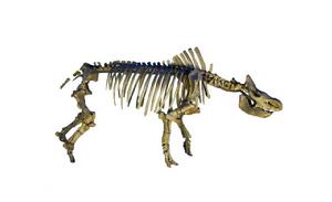 披毛犀化石骨架