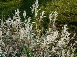 彩葉杞柳 彩葉杞柳