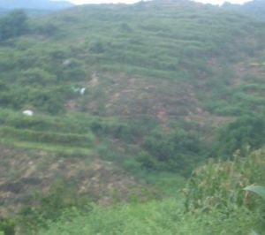 大杉樹村 大杉樹村