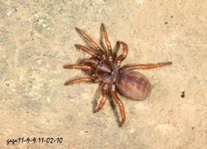 台灣螲蟷 台灣螲蟷