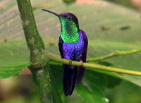 藍頂妍蜂鳥 藍頂妍蜂鳥