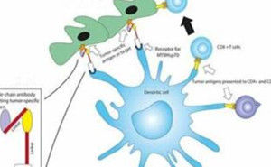 BA細胞免疫治療