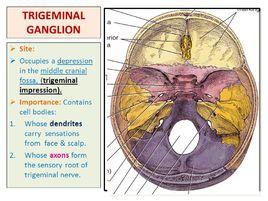 三叉神經壓跡 三叉神經壓跡