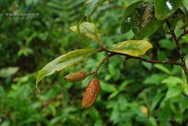 越南木瓜紅 越南木瓜紅