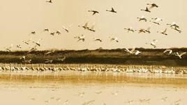 康山候鳥自然保護區 康山候鳥自然保護區