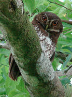 新不列顛鷹鴞 新不列顛鷹鴞