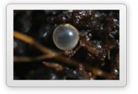 太空魚卵 太空魚卵