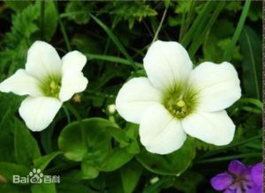 半球虎耳草 半球虎耳草