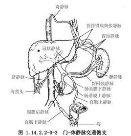 腸系膜上靜脈外科乾 腸系膜上靜脈外科乾