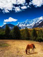 林芝的秋天,才是你最不該錯過的人間天堂! 林芝的秋天,才是你最不該錯過的人間天堂!