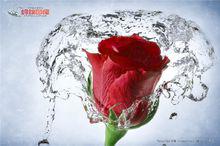 切花“紅玫瑰”實為月季