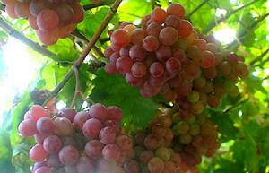 澧縣葡萄 澧縣葡萄