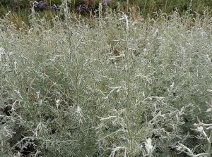 費爾乾絹蒿 費爾乾絹蒿