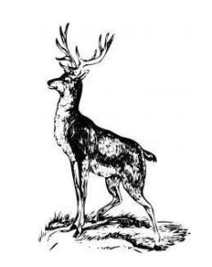 鹿亦有智 鹿亦有智