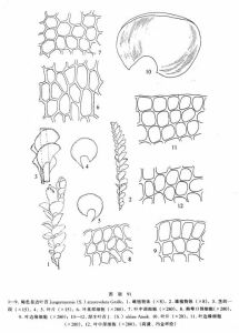 褐色卷邊葉苔 褐色卷邊葉苔