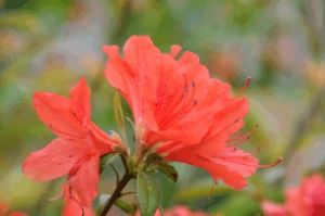 馬關杜鵑 馬關杜鵑