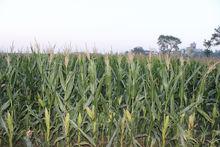 蓬萊市北溝鎮大姜家村