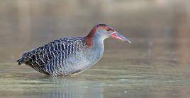 藍胸秧雞 藍胸秧雞