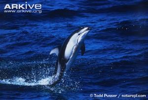 太平洋斑紋海豚