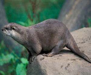 水獺滇西亞種 水獺滇西亞種