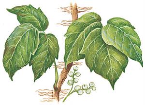 毒漆藤長有三片暗綠色的葉片