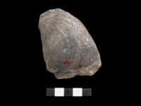 中華正形貝屬 中華正形貝屬