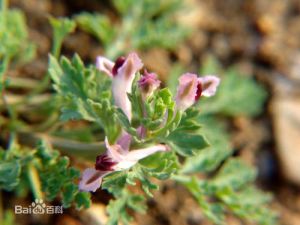 南方大頭蒿系 南方大頭蒿系