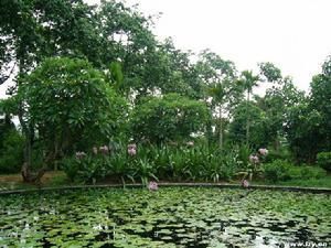 西雙版納風景區 西雙版納風景區